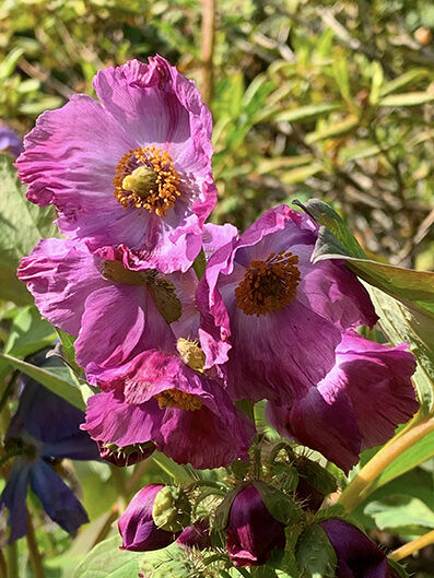 Meconopsis var. from seed, monocarpic.