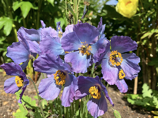Meconopsis var. from seed, monocarpic.