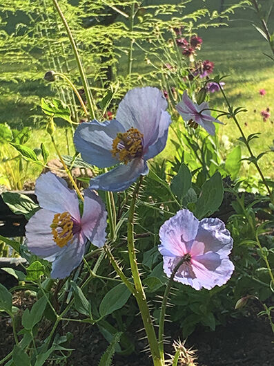 Meconopsis var. from seed, monocarpic.