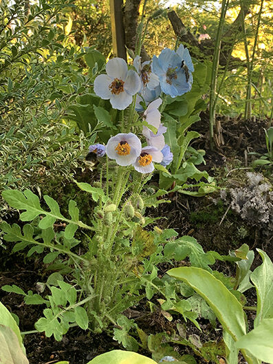Meconopsis var. from seed, monocarpic.