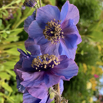 Meconopsis var. from seed, monocarpic.