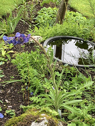 Meconopsis var. from seed, monocarpic.