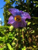 Meconopsis horridula