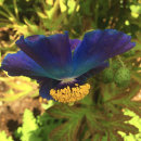 Meconopsis horridula