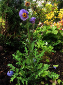 Meconopsis aculeata 'Purple'