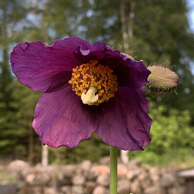 Meconopsis baileyi 'Hensol Violet'