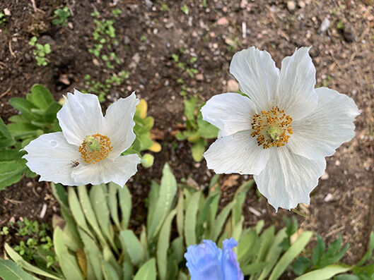 Meconopsis betoncifolia alba