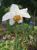 Meconopsis betoncifolia alba