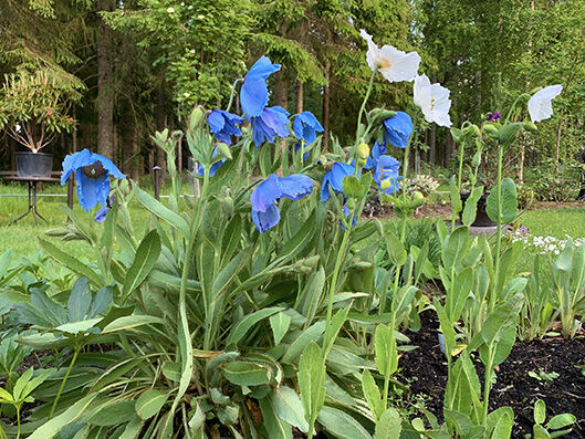 Meconopsis betoncifolia