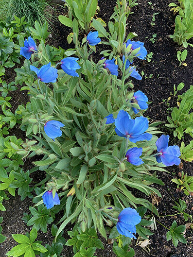 Meconopsis grandis