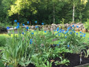 Meconopsis grandis, stor Bergvallmo