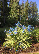 Meconopsis grandis