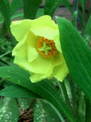 Meconopsis integrifolia