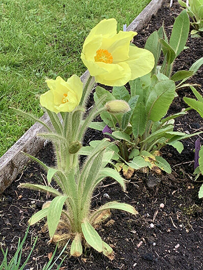 Meconopsis integrifolia