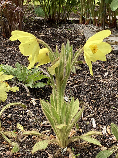 Meconopsis integrifolia