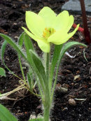 Meconopsis integrifolia