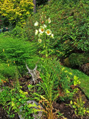 Meconopsis napaulensis