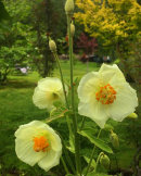 Meconopsis napaulensis
