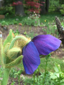 Meconopsis sp