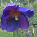 Meconopsis sp