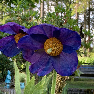 Meconopsis var. from seed