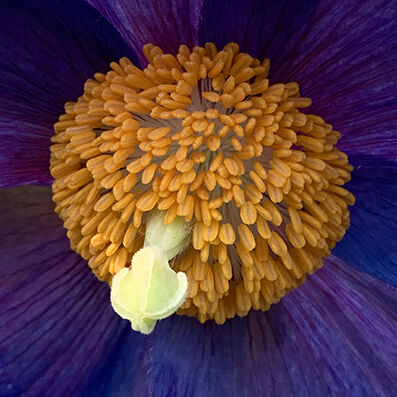 Meconopsis var. from seed