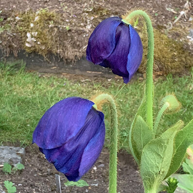 Meconopsis var. from seed