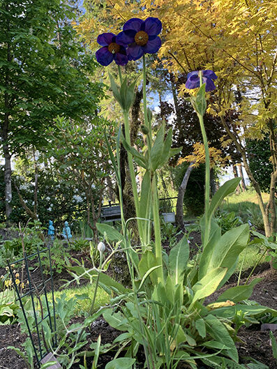 Meconopsis var. from seed