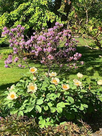 Azalea and Paeonia mlokosewitschii