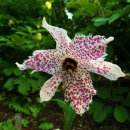 Nomocharis pardanthina