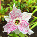 Nomocharis pardanthina