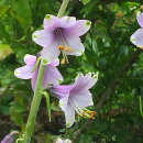 Notholirion bulbiferum