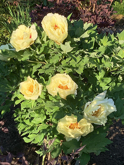 PAEONIA ITOH ’BARTZELLA’