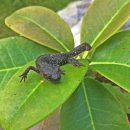 Triturus cristatus, Större vattensalamander