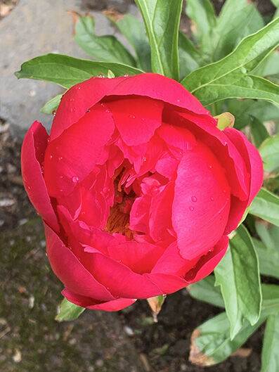 Paeonia, red