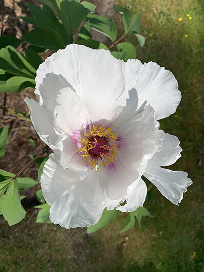 Paeonia 'White wings'