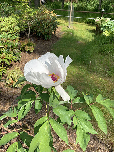Paeonia 'White wings'