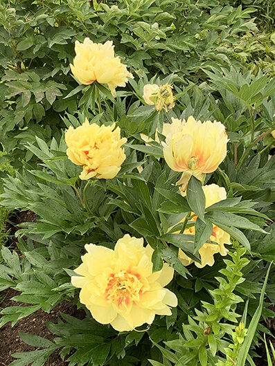 Paeonia 'Bartzella'