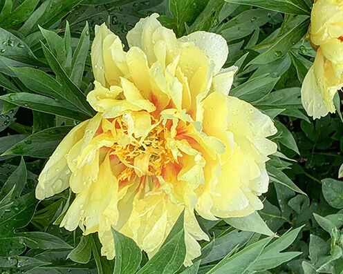 Paeonia 'Bartzella'