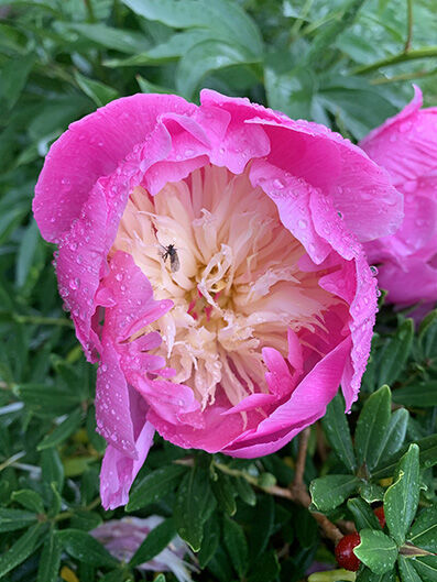 Paeonia 'Bowl of beauty'
