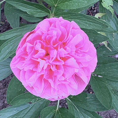 Paeonia, double
