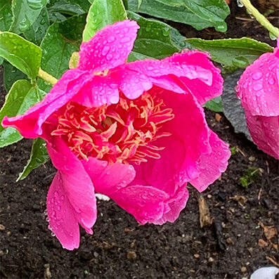 Paeonia lactiflora ‘Neon’