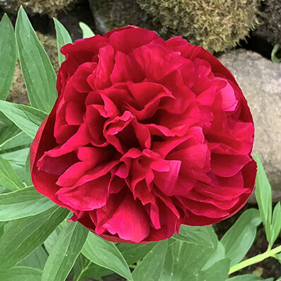 Paeonia, red double