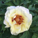 Paeonia suffruticosa, Kinshi