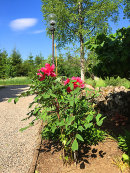 Paeonia suffruticosa 'Shimadaijin'