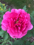 Paeonia suffruticosa 'Shimadaijin'