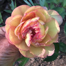 Paeonia suffruticosa, Spring Carnival