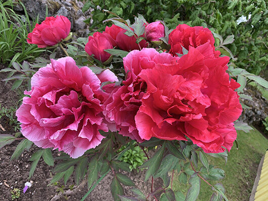 Paeonia suffruticosa, red