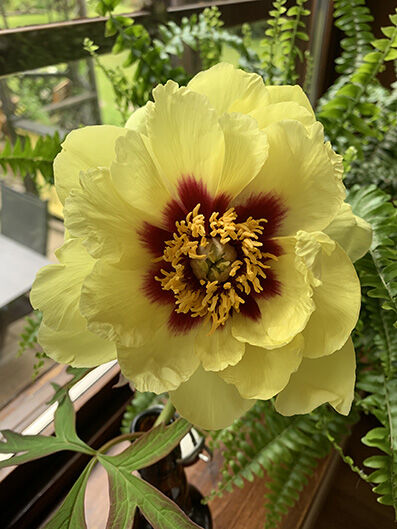 Paeonia suffruticosa, yellow