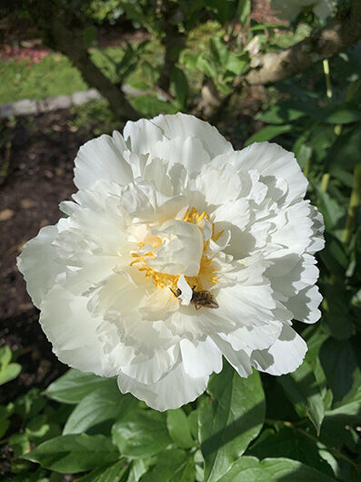 Paeonia, white
